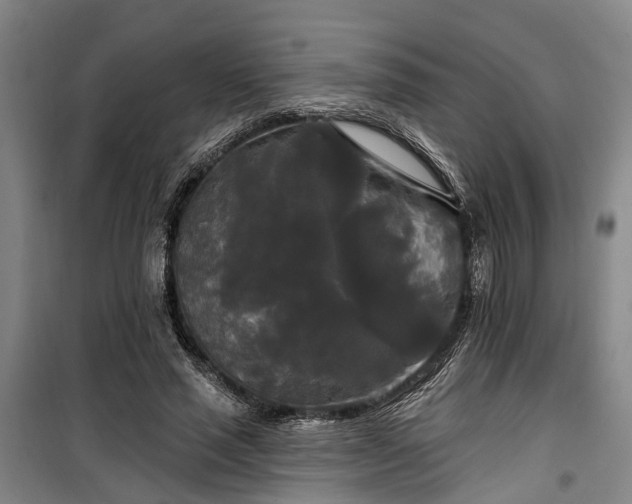 X0000100330637200806121129