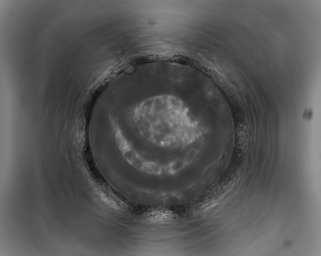 X0000100330642200806121129