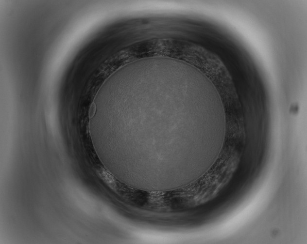 X0000100330766200806121127