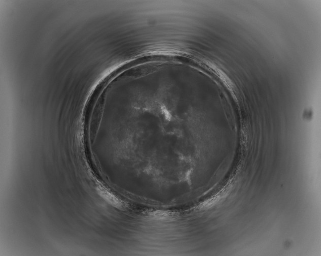 X0000100330779200806121127