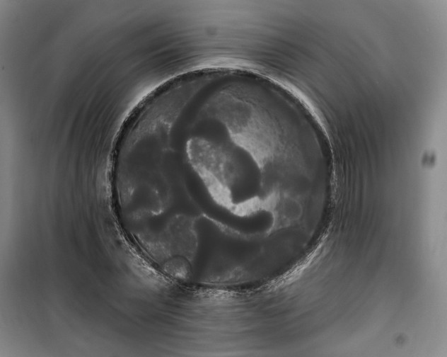 X0000100330783200806121127