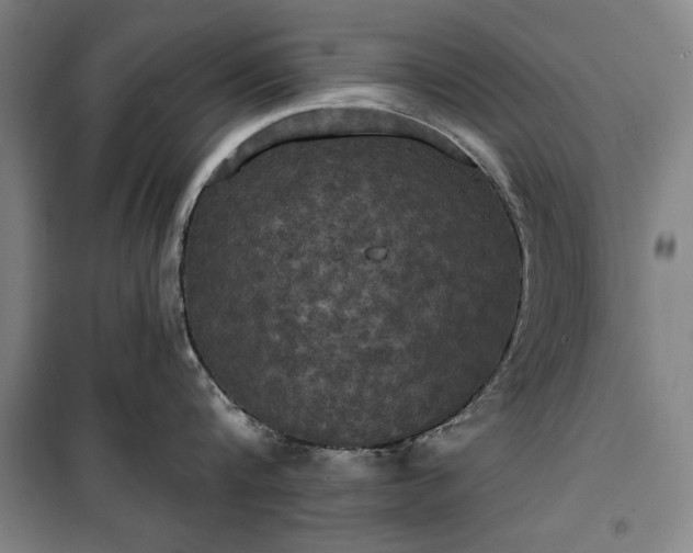 X0000100330816200806121126