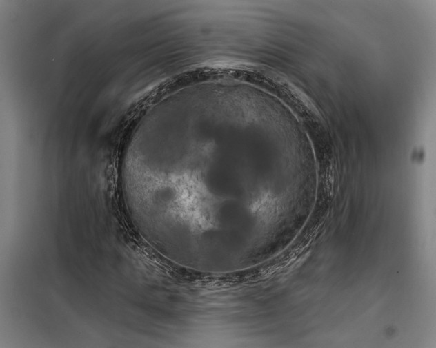 X0000100330821200806121125