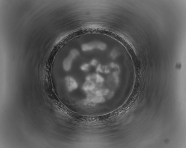 X0000100330823200806121125