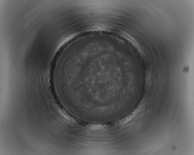 X0000100330826200806121125