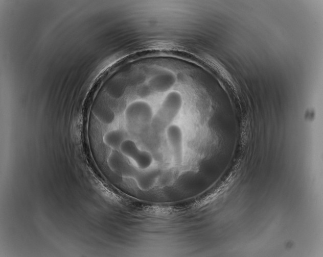 X0000100330831200806121126