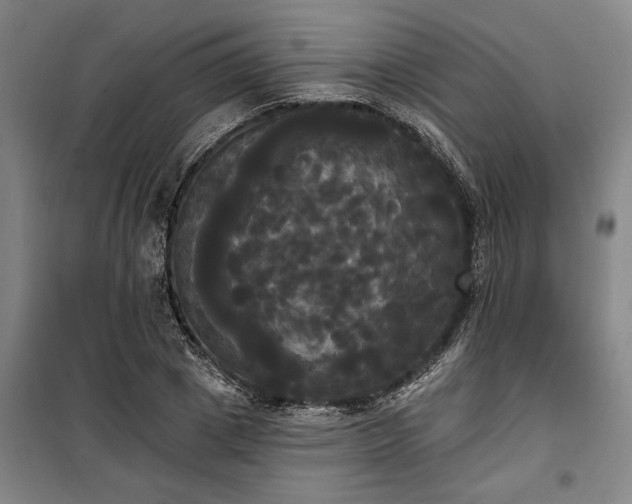 X0000100330833200806121126