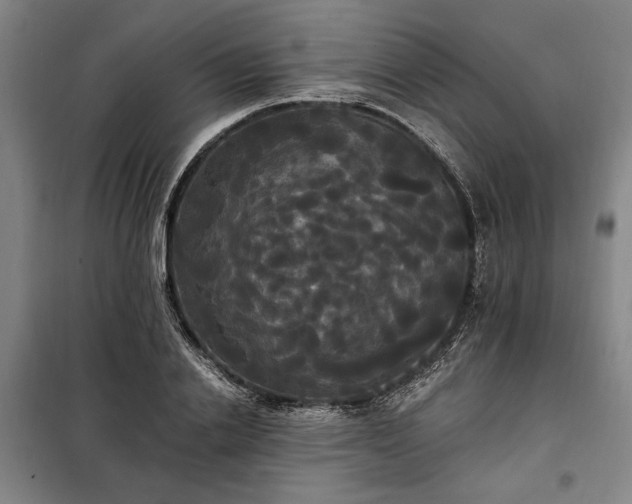 X0000100330838200806121126