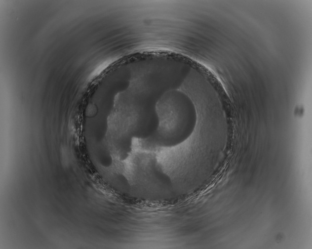 X0000100330871200806121125