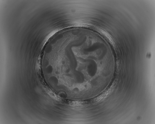 X0000100330875200806121125