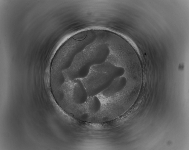 X0000100330911200806121124