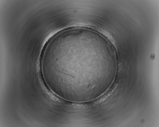 X0000100330928200806121124