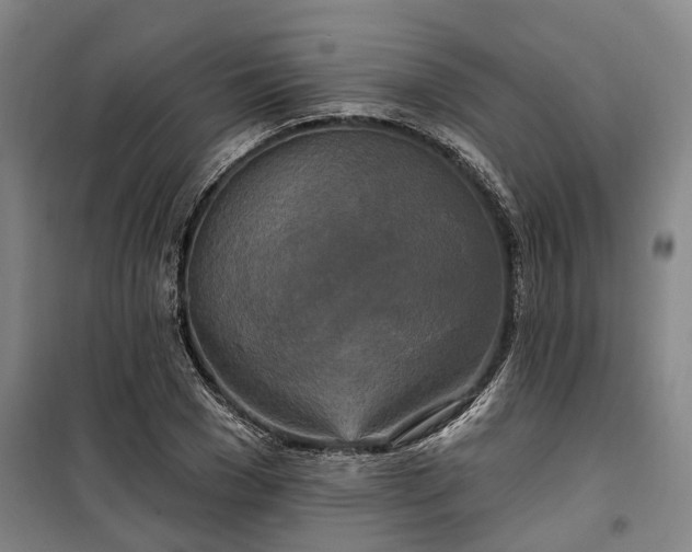 X0000100330977200806121124