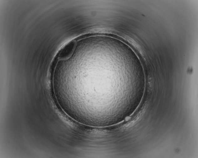 X0000100330981200806121123