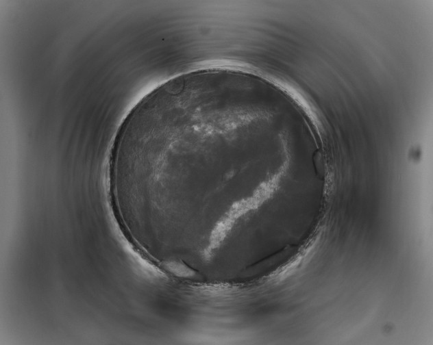 X0000100330999200806121123