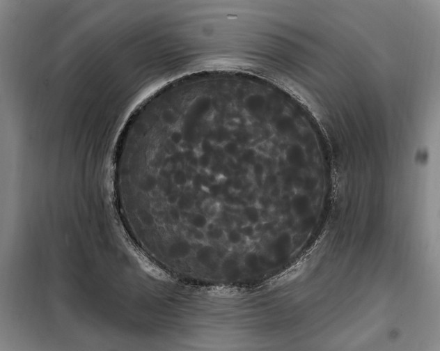 X0000100331029200806121123