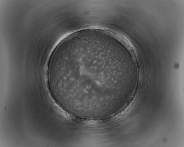 X0000100331048200806121123