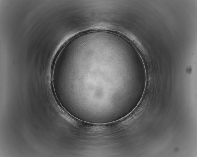 X0000100331232200806121120