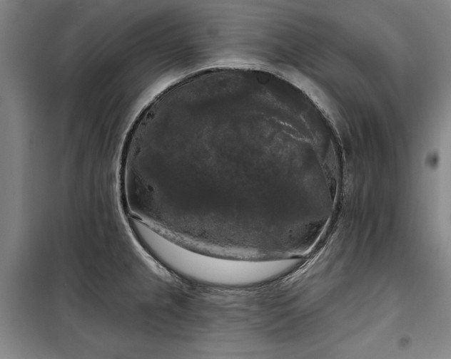 X0000100331237200806121120