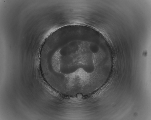 X0000100331363200806121118