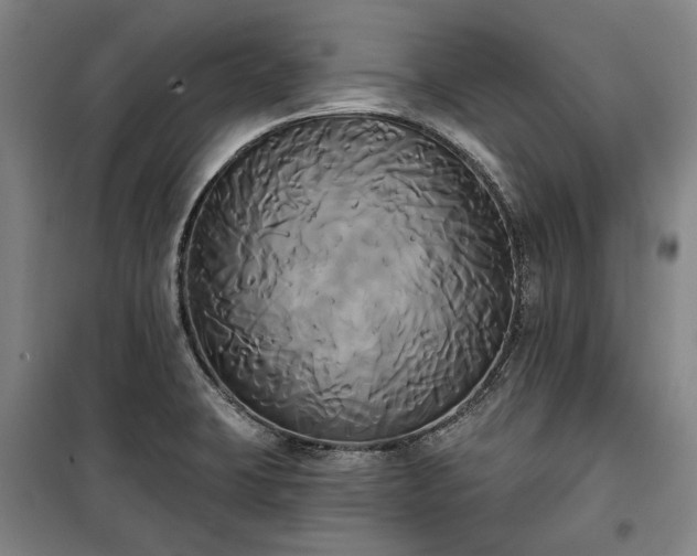 X0000100331423200806121117