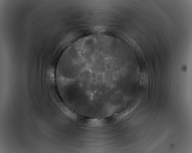 X0000100330238200806191115