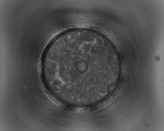 X0000100330584200806191109