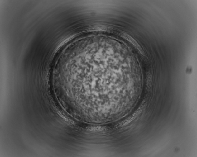 X0000100330826200806191106