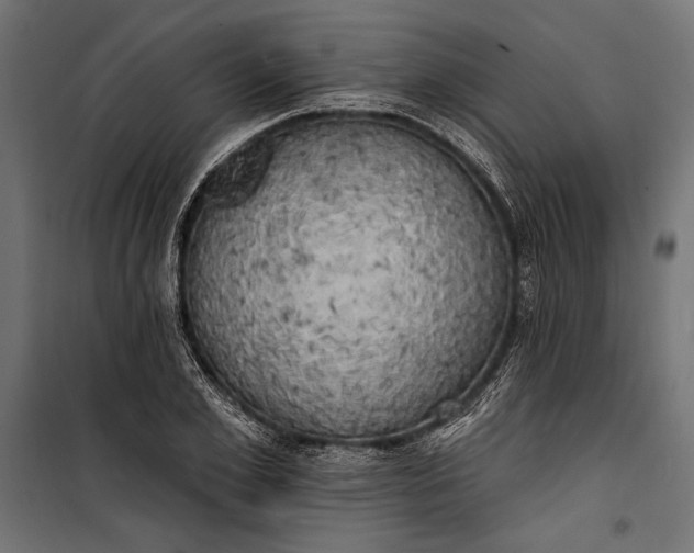 X0000100330981200806191104