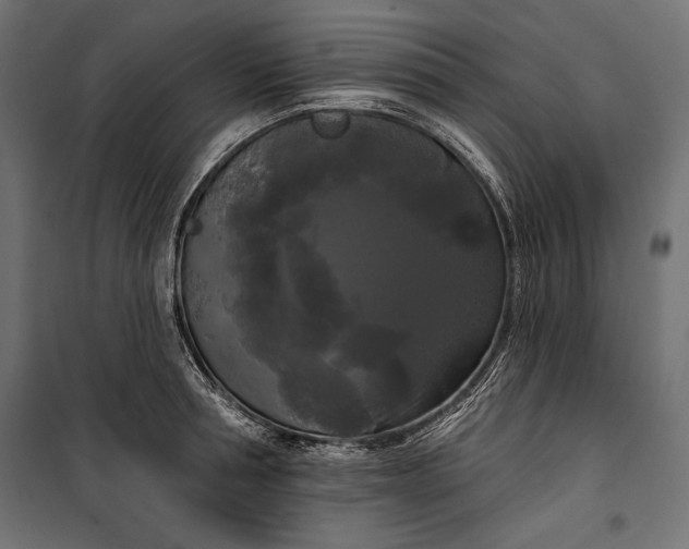 X0000100330994200806191103