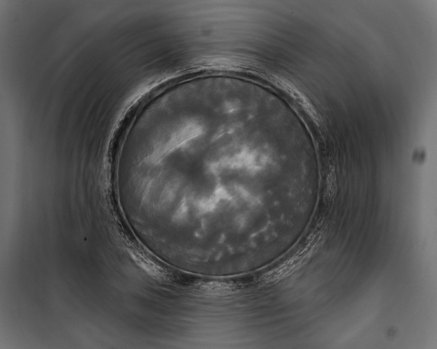 X0000100331027200806191103