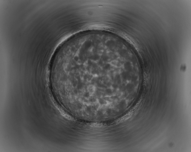 X0000100331029200806191103