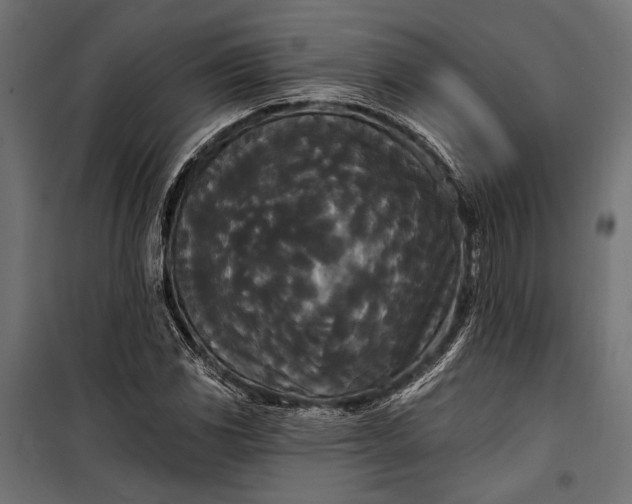 X0000100331117200806191101