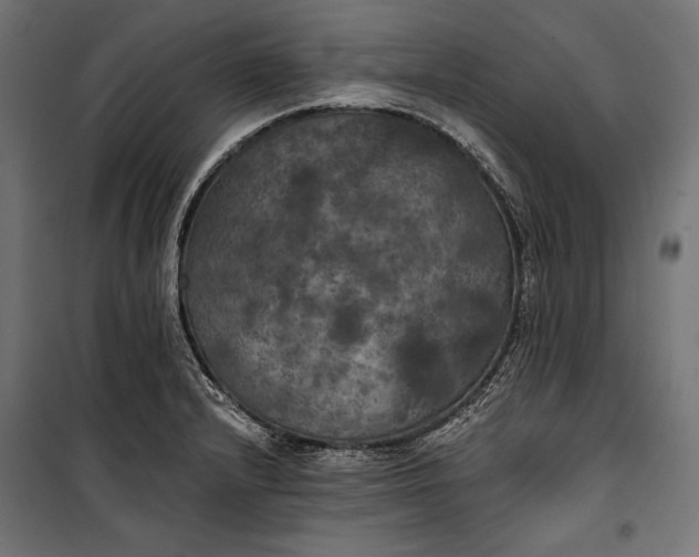 X0000100331232200806191100