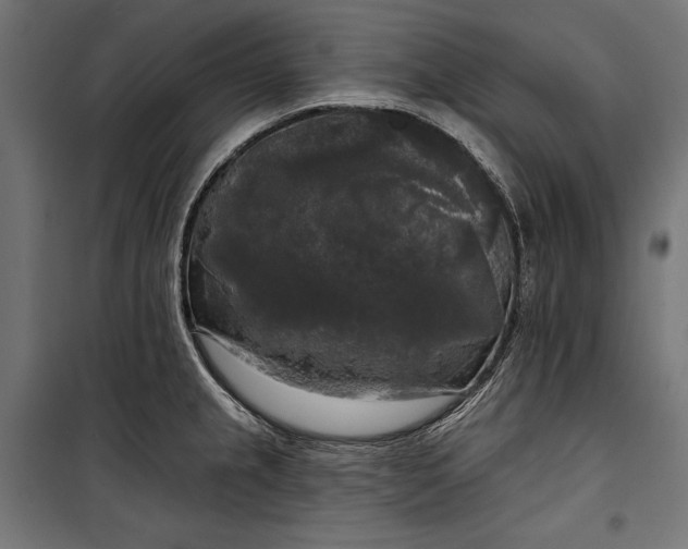 X0000100331237200806191100