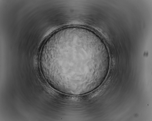 X0000100331266200806191059