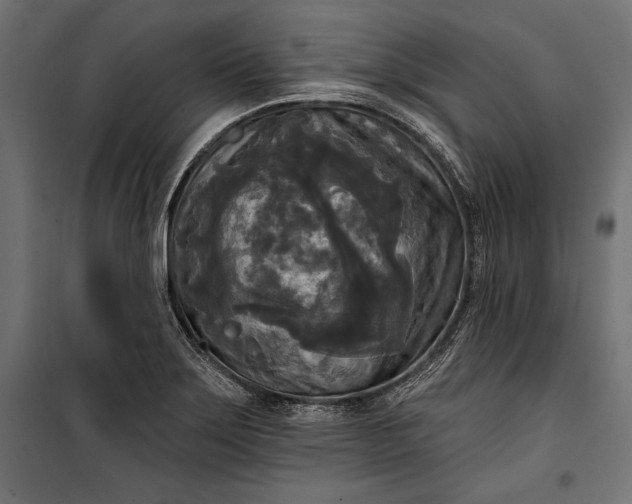 X0000100331275200806191059