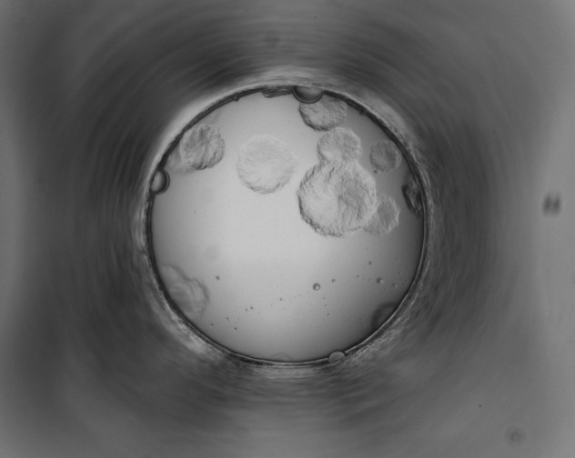 X0000100331296200806191059