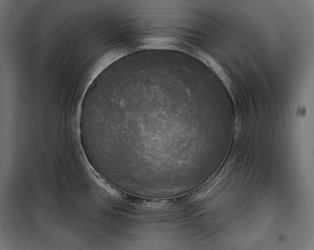 X0000100331386200806191057