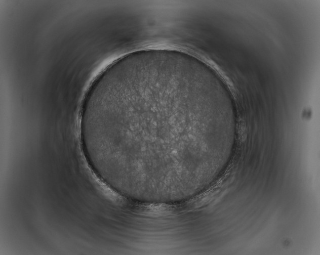 X0000100331416200806191057