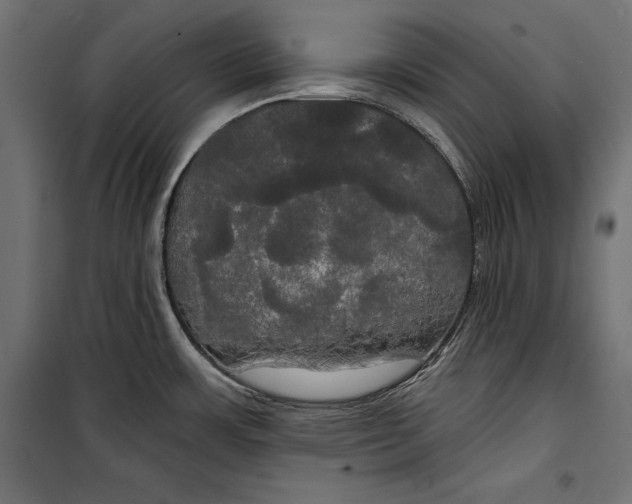 X0000100331483200806191056