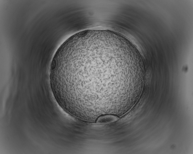 X0000100331484200806191056