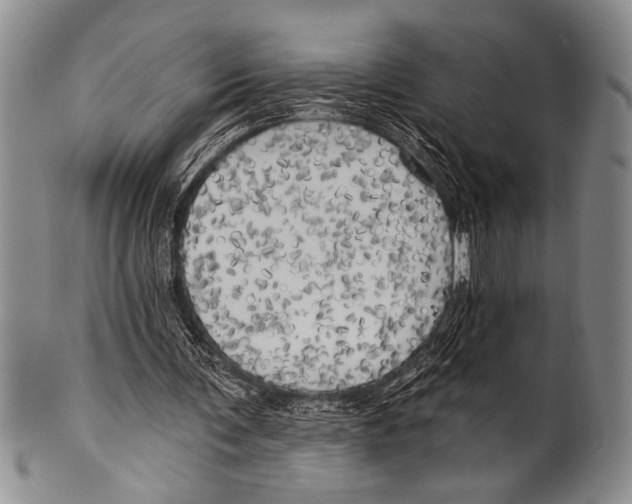 X0000100330291200806261309