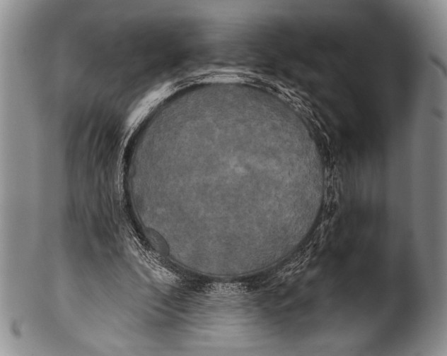 X0000100330296200806261308