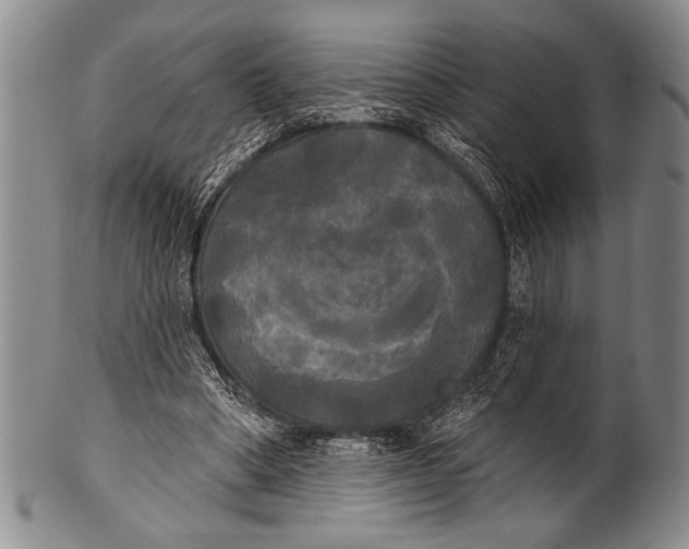 X0000100330394200806261307