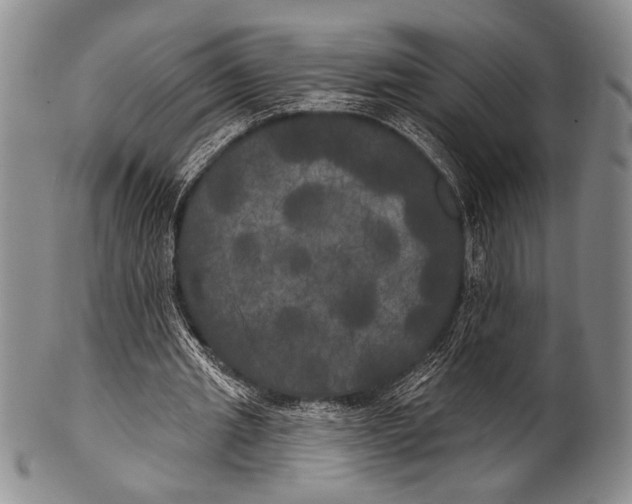 X0000100330437200806261306