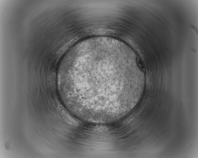 X0000100330445200806261306