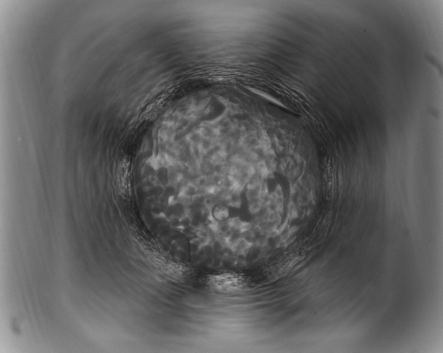 X0000100330511200806261305