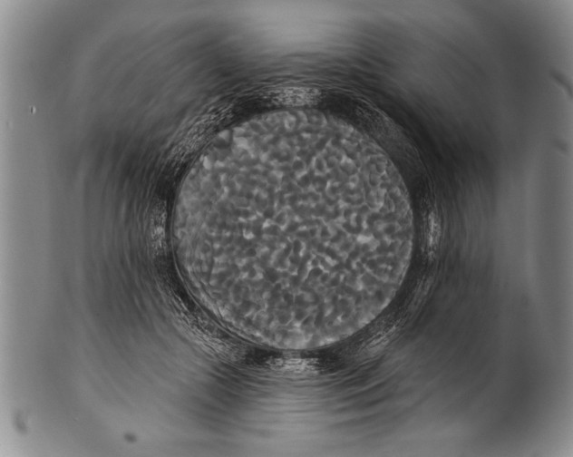 X0000100330553200806261305