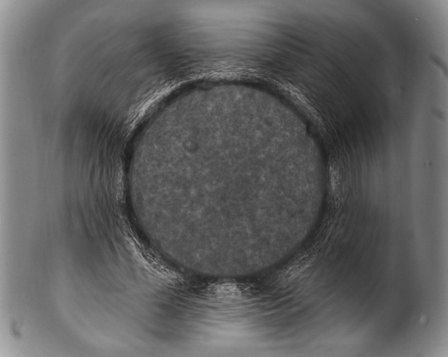 X0000100330588200806261304